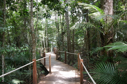 Weg mit Geländer durch tropischen Regenwald bei Kuranda photo