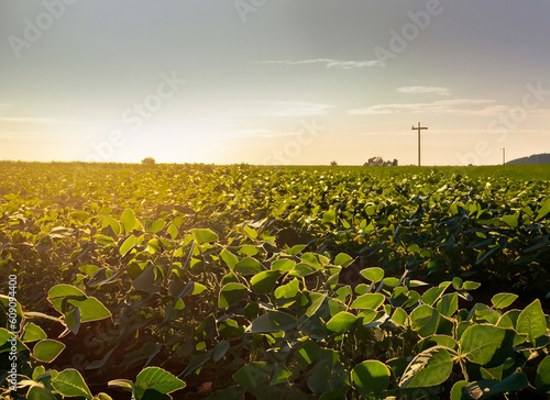 Soy field at sundown sunset, row of plants in focus. Agro business concept