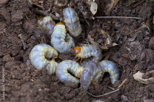 Many stag beetle larvae on the surface of the ground in the garden