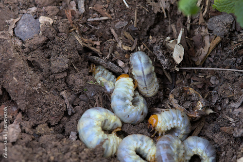 Many stag beetle larvae on the surface of the ground in the garden photo