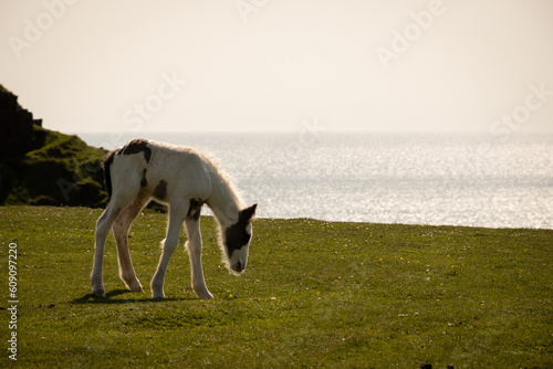 wild ponies on the gower peninsula in South Wales UK on sunny summer day. Horses on cliff edge mountain top worms head with lush green grass  blue sky above and crashing sea below feral  animals