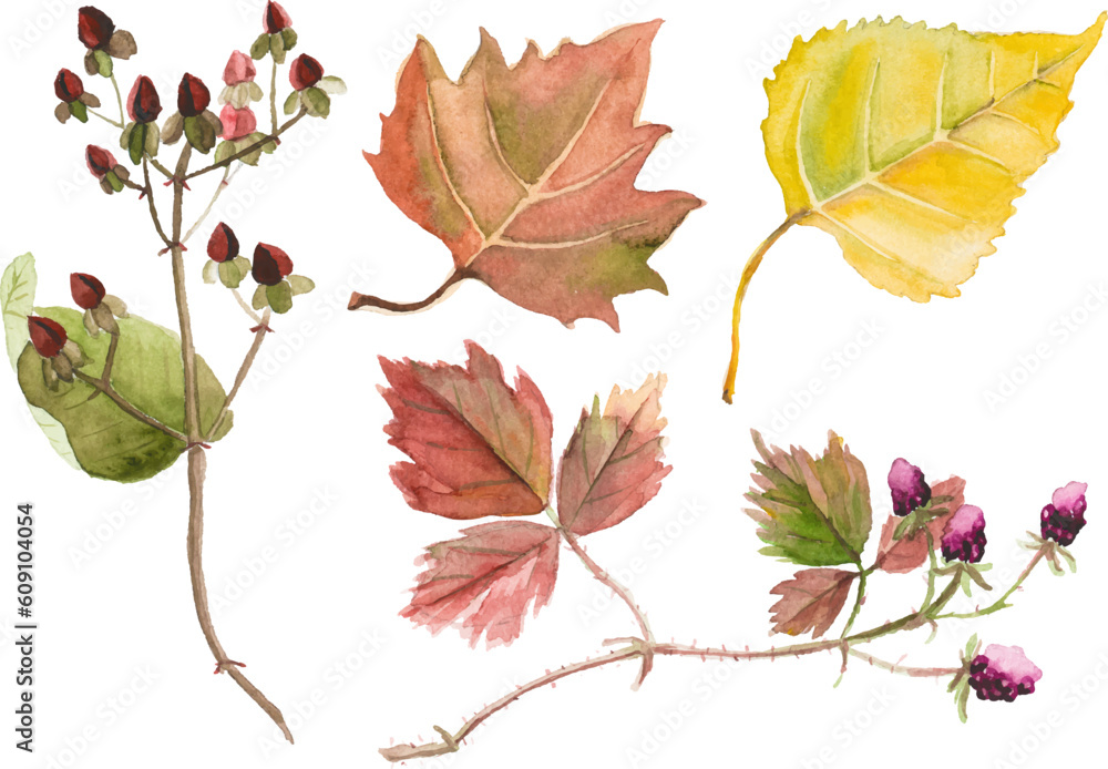 Watercolor autumn leaves isolated on white Watercolor autumn leaves isolated on white