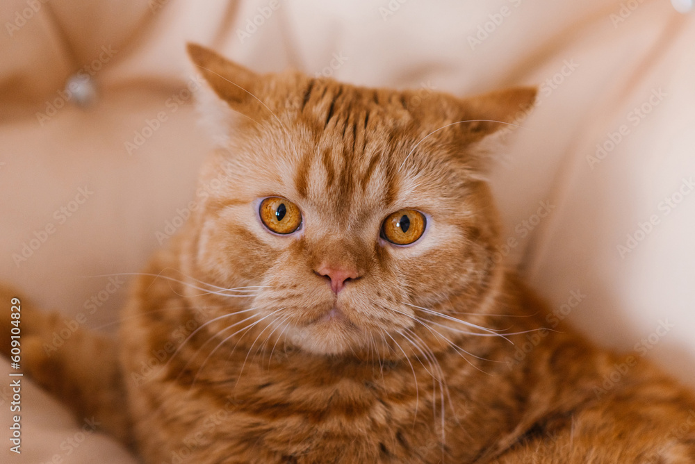 Portrait of a beautiful red striped British cat with yellow eyes Portrait of a beautiful red striped British cat with yellow eyes
