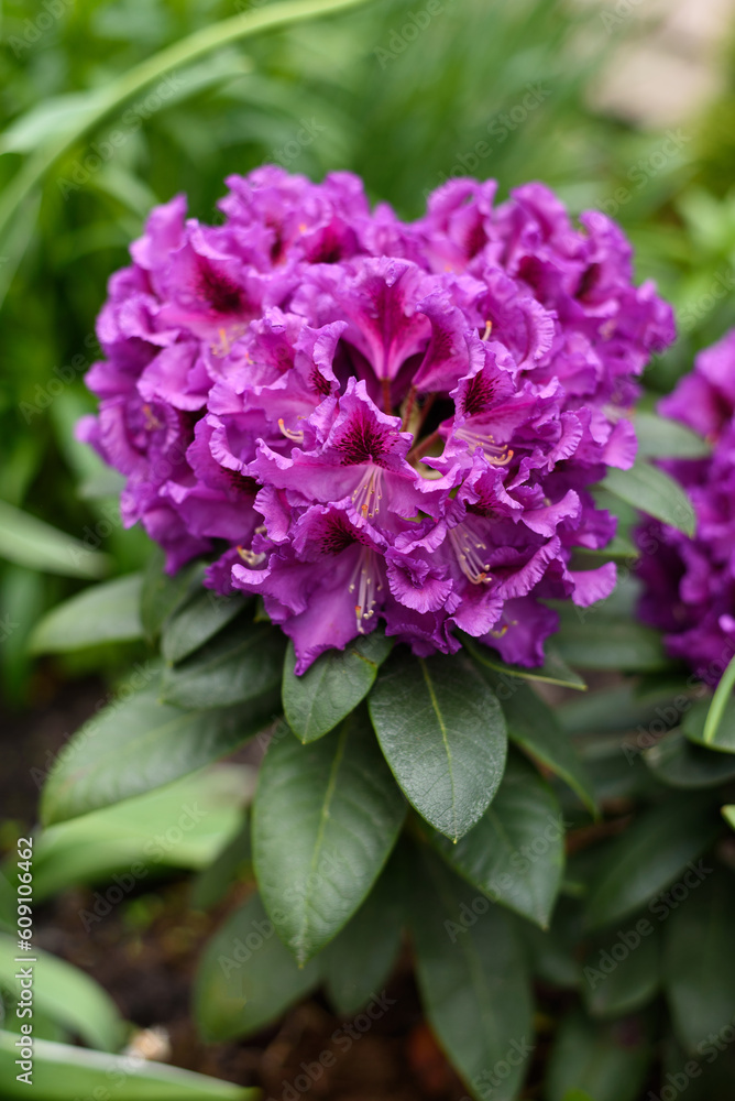 Purple flowers of the Rasputin rhododendron in the spring in the garden Purple flowers of the Rasputin rhododendron in the spring in the garden
