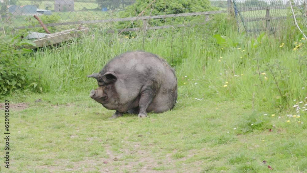 A black pig lies down on the grass A black pig lies down on the grass