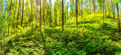 Tableau sur toile Panoramic over magical enchanted fairytale forest full of ferns at the hiking trail as sundown in the national park Saxon Switzerland, Bad Schandau, Germany