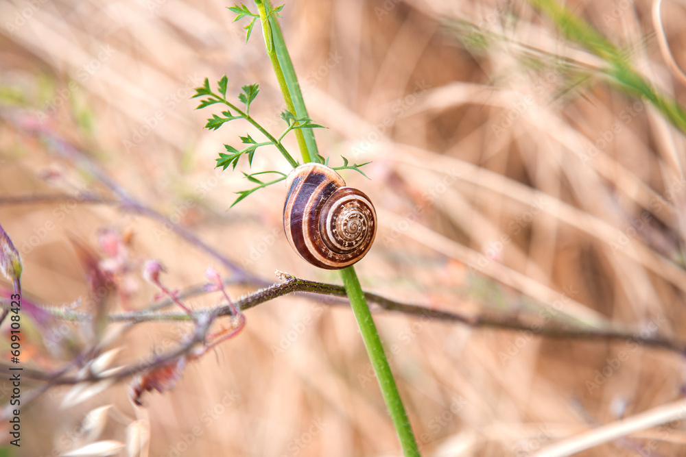 snail on a leaf close-up 