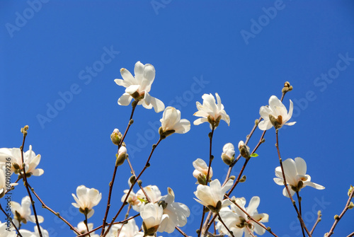 Branches of blooming magnolia reaching towards blue sky