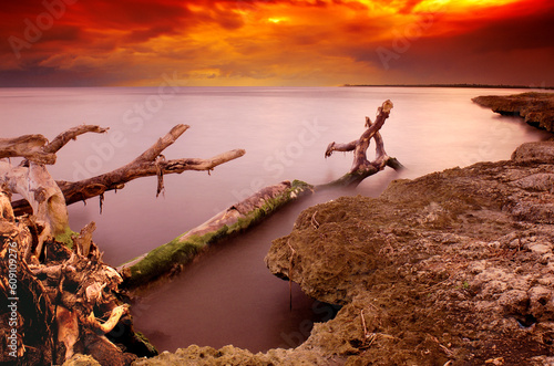 Long-time exposure sea landscape with tree trunks (some blured by water movement) in the foreground. Red Skies due to sunset.