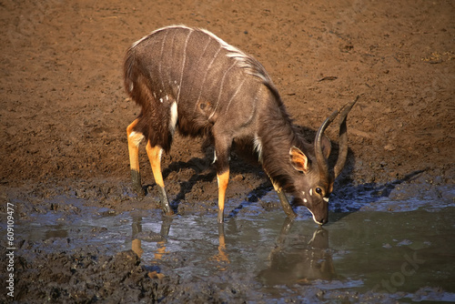 A male Nyala antelope drinking water, Mkuze game reserve, South Africa photo