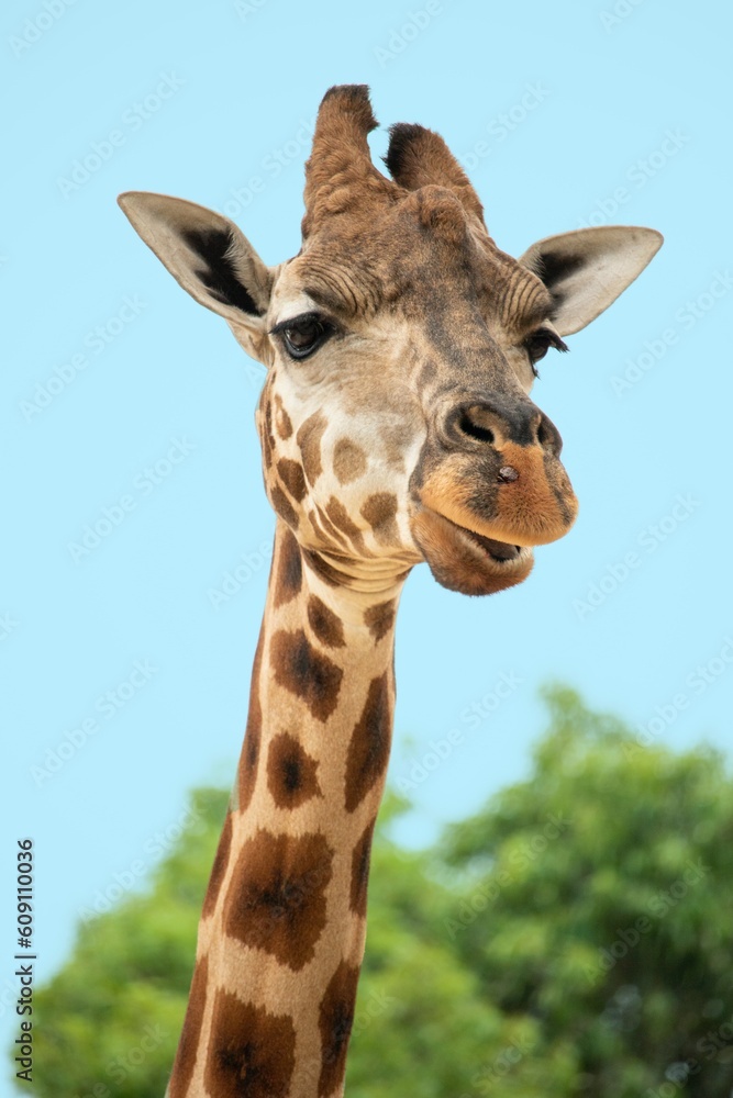 Wildlife, forest life, animals Wildlife, forest life, animals