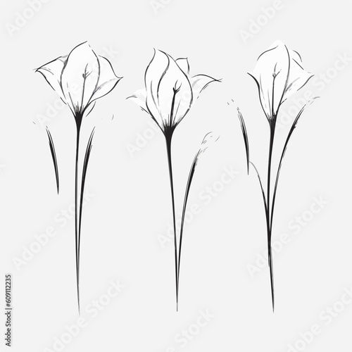 Artistic calla illustrations in vector format, adding a touch of elegance to any project.