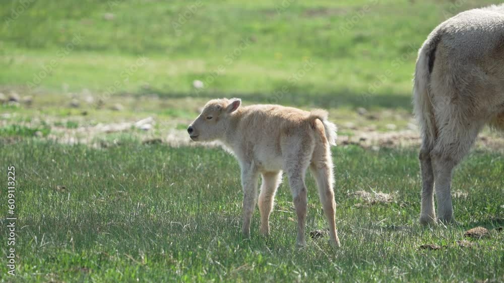 White albino bison calf in a pasture in Wyoming as it slowly walks. White albino bison calf in a pasture in Wyoming as it slowly walks.