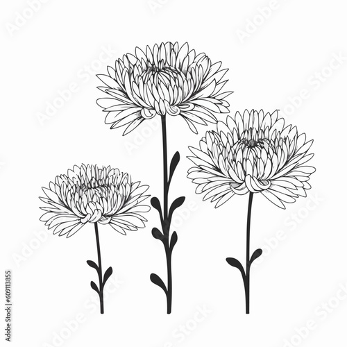 Minimalist chrysanthemum illustrations in outline style  ideal for modern designs.