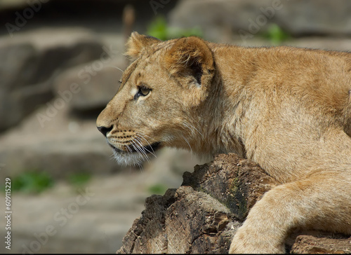 Beautiful closuup of a lion cup photo