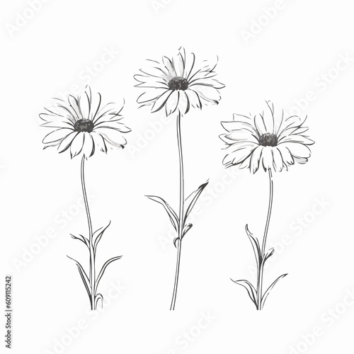 Artistic interpretation of a daisy with delicate linework.