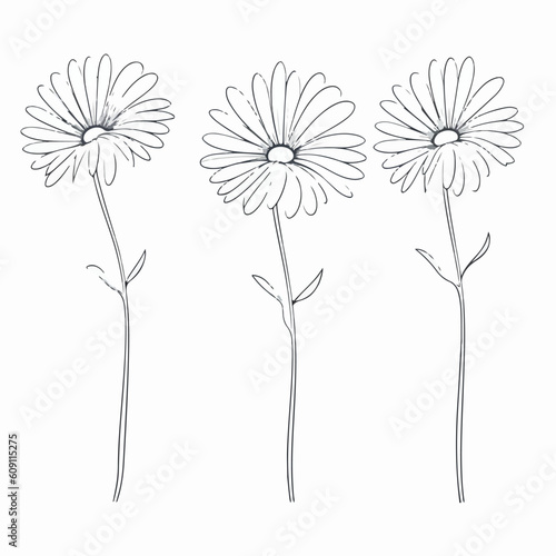 Stylish vector illustration of a captivating daisy.