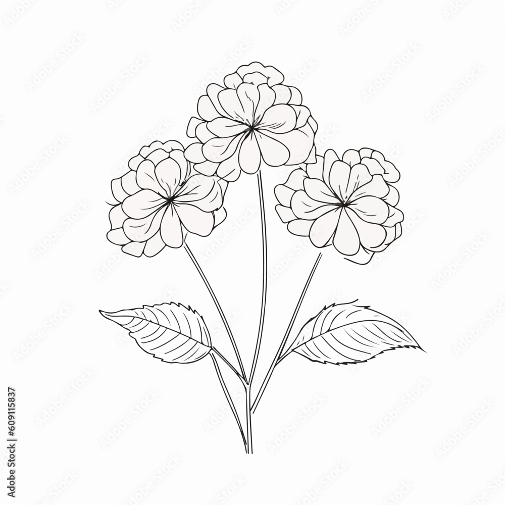 Eye-catching hydrangea illustration with intricate linework. Eye-catching hydrangea illustration with intricate linework.