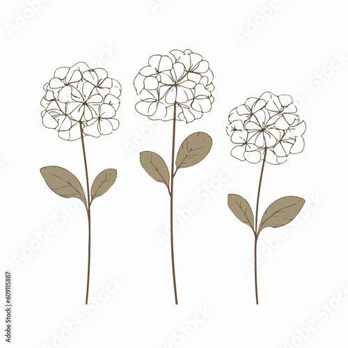 Beautifully detailed vector illustration of a hydrangea blossom.