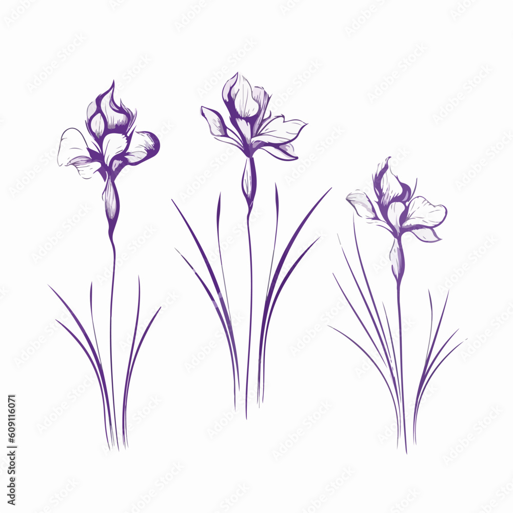 Unique iris vector illustration with a distinct look.