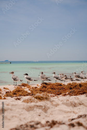 Playa con gaviotas
