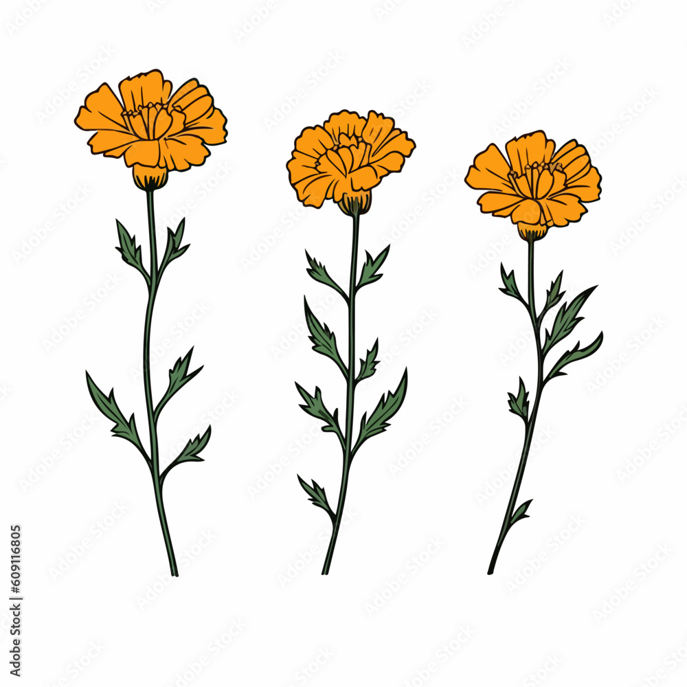 Stylish vector illustration of a captivating marigold. Stylish vector illustration of a captivating marigold.