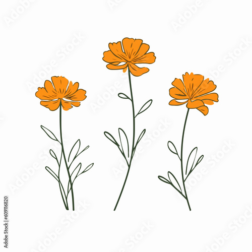 Intricate marigold illustration with fine details.