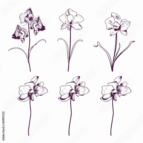 Simplistic orchid outline illustration for timeless designs.