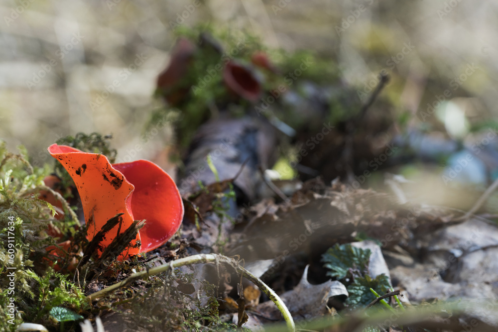 Waldpilz Kelchbecherling auf Ast Waldpilz Kelchbecherling auf Ast