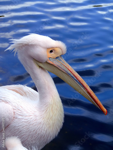 Pelican in blue water from side