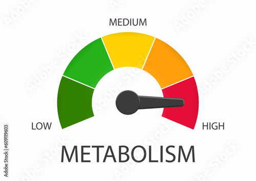 High metabolism level on measuring scale, instrument scale with arrow. Control health, care and determine on tachometer, speedometer, indicator, gauge. Infographic counter. Vector illustration