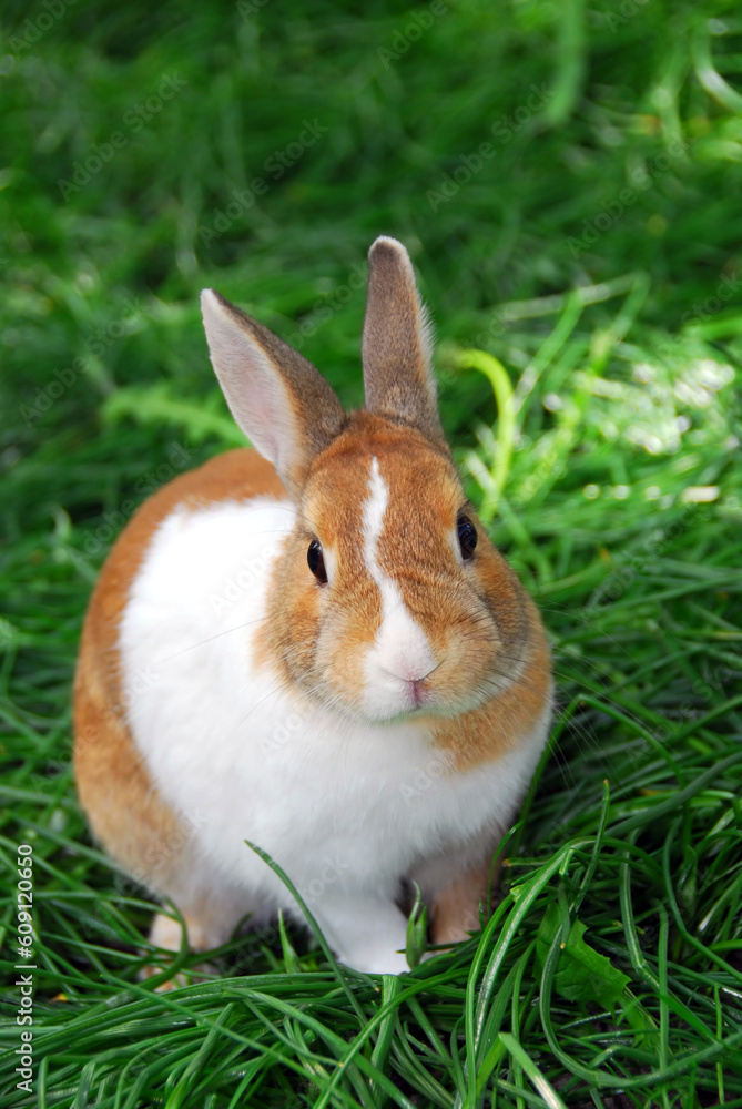 Cute bunny rabbit sitting outside in green grass Cute bunny rabbit sitting outside in green grass