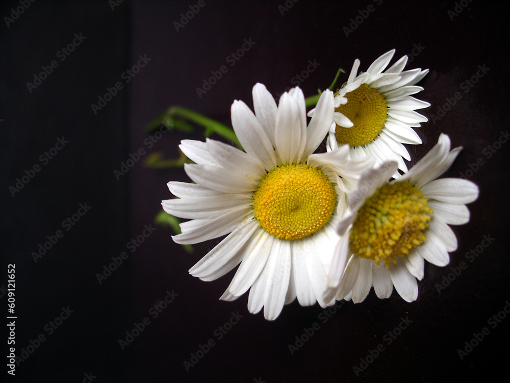 Obraz premium daisies on the black background