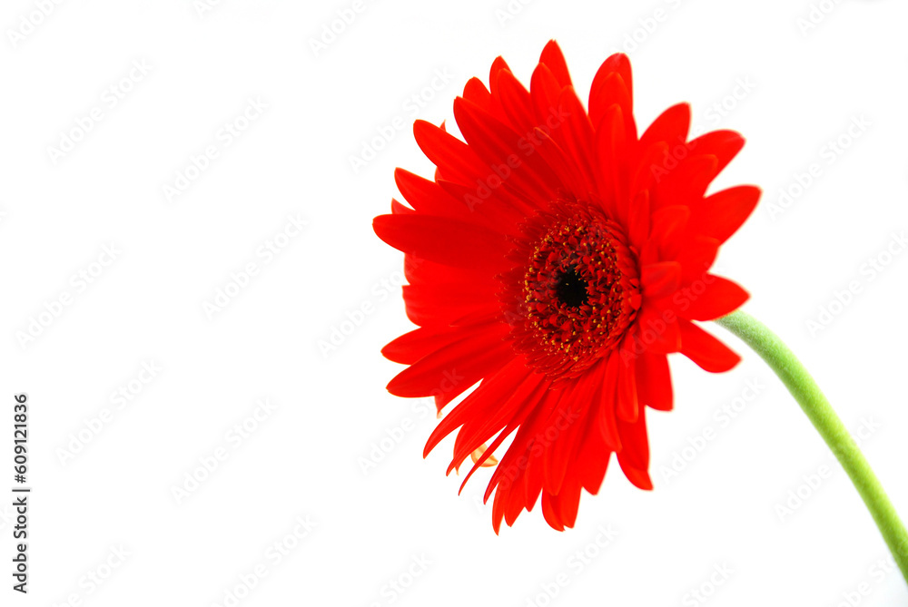 Red gerbera flower on white background with a stem