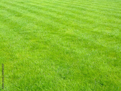 New football grass with lines of scythe