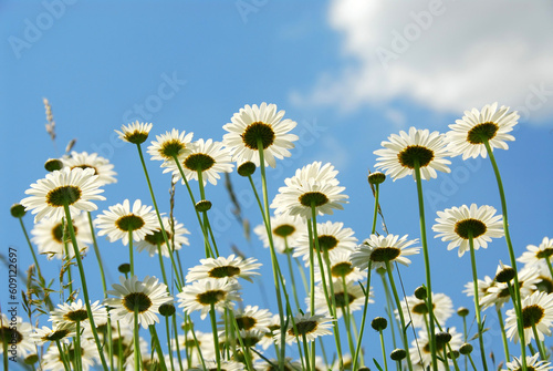 Summer daises with blue sky landscape © Designpics