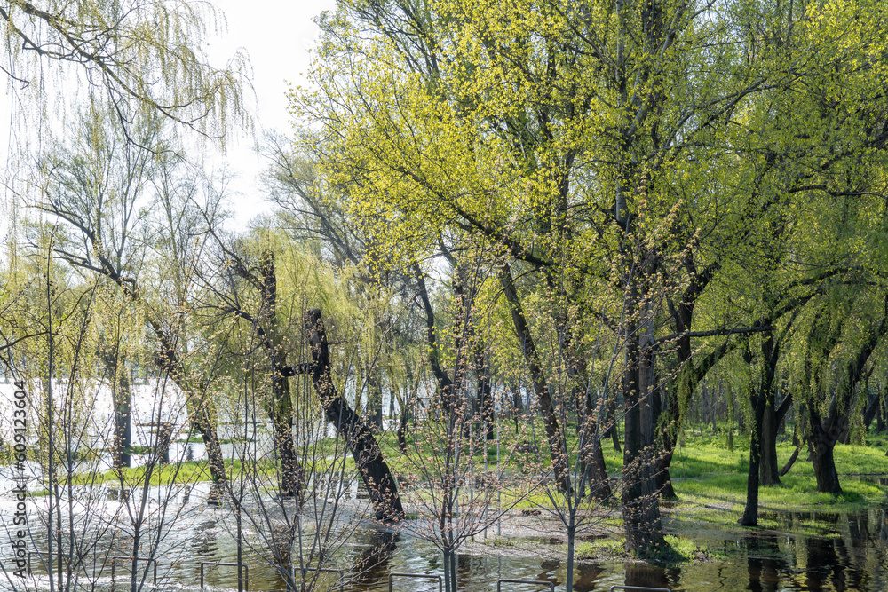 Obraz premium Flood river in spring time. Overflowed river bank in city. Water filled bank with sunken trees. Bottling shoreline flow and natural disaster. Climate change and ecological problem. High water level.