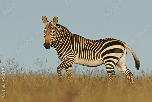 Cape Mountain Zebra in natural habitat, Mountain Zebra National Park, South Africa