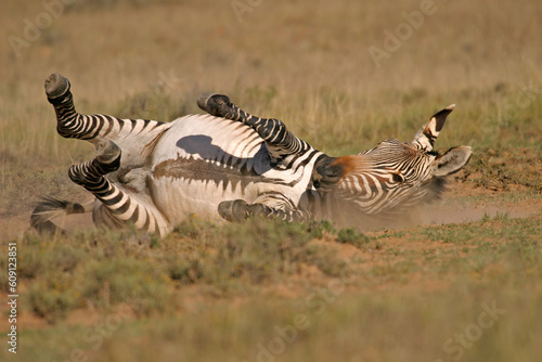 Cape Mountain Zebras  Mountain Zebra National Park  South Africa