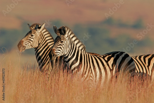 Plains Zebras in natural habitat, South Africa