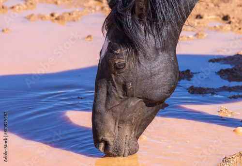 Fotografia, Obraz Wild Horse at a Waterhole in the Pryor Mountains Montana in Summer