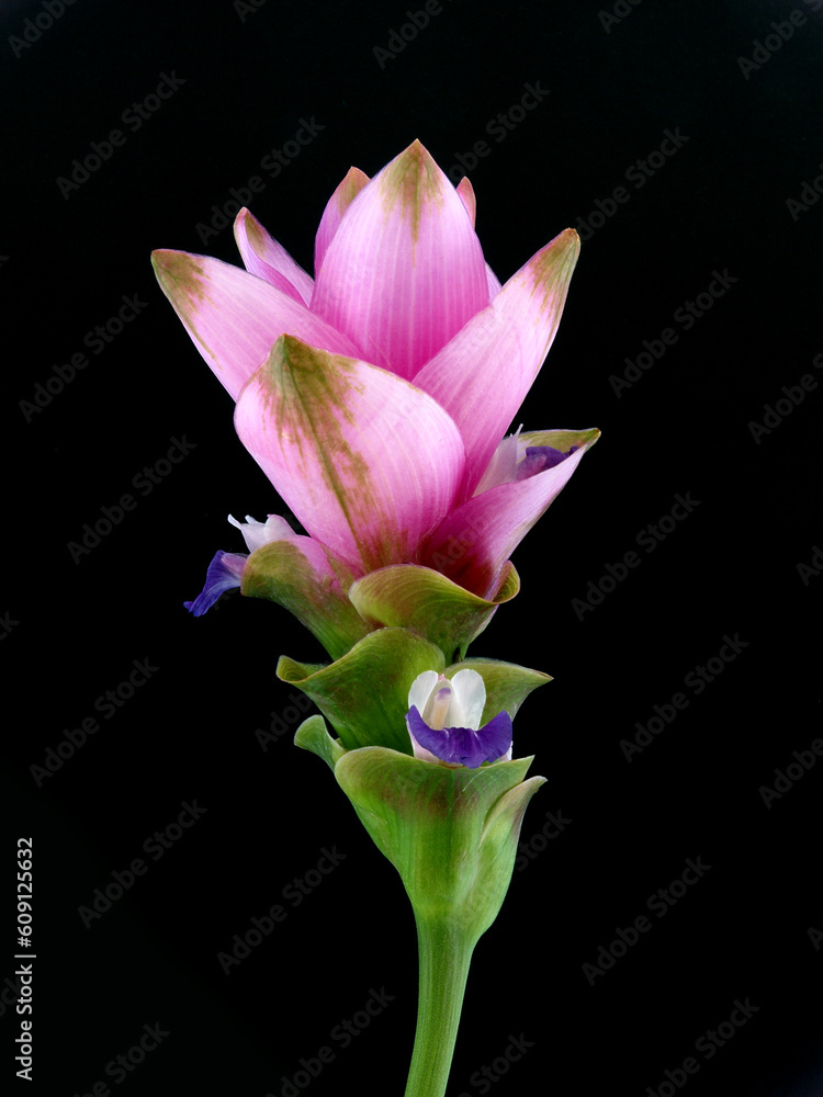 Fototapeta premium Thai Heaven Lotus or Queen's Lily on a Black Background
