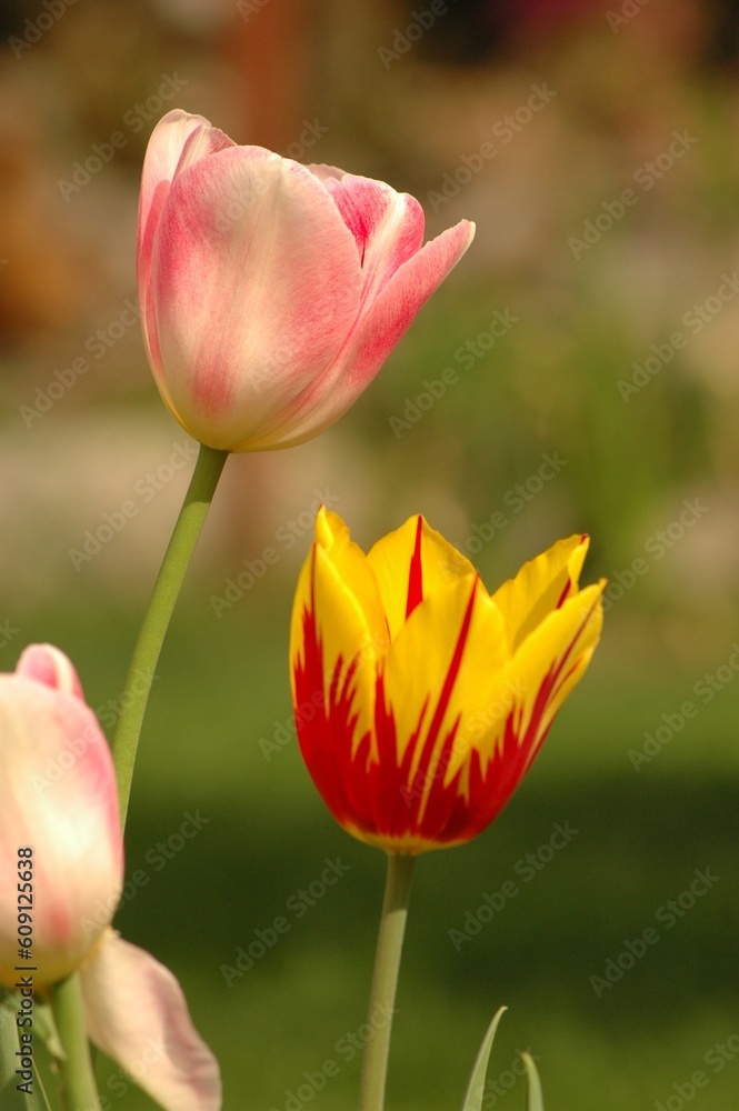 Moment of spring Moment of spring
