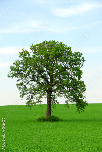 Single tree in summer