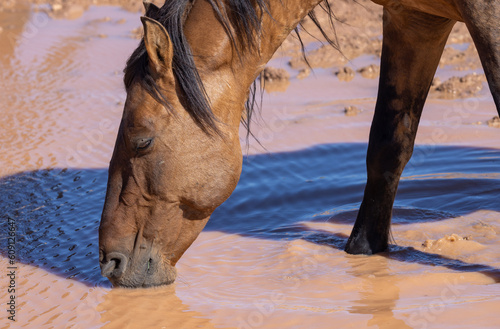 Obraz na plátne Wild Horse at a Waterhole in the Pryor Mountains Montana in Summer