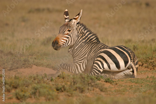 Cape Mountain Zebras rolling in the dust  Mountain Zebra National Park  South Africa