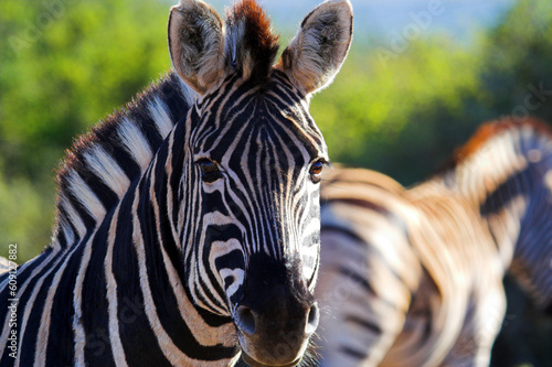 Zebra close up, with blurred zebra in background