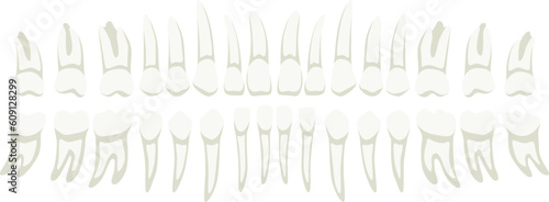 Collection of human teeth medical elements isolated on white background