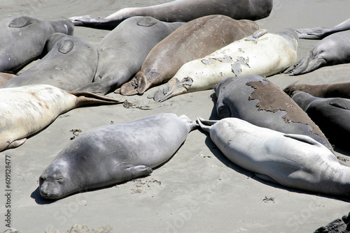 A group of harbor seals rest after a long day of fishing.
