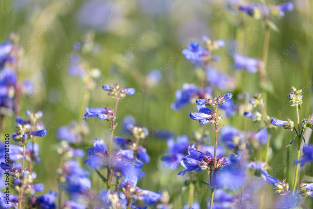 Wildflowers of Boulder Colorado Wildflowers of Boulder Colorado
